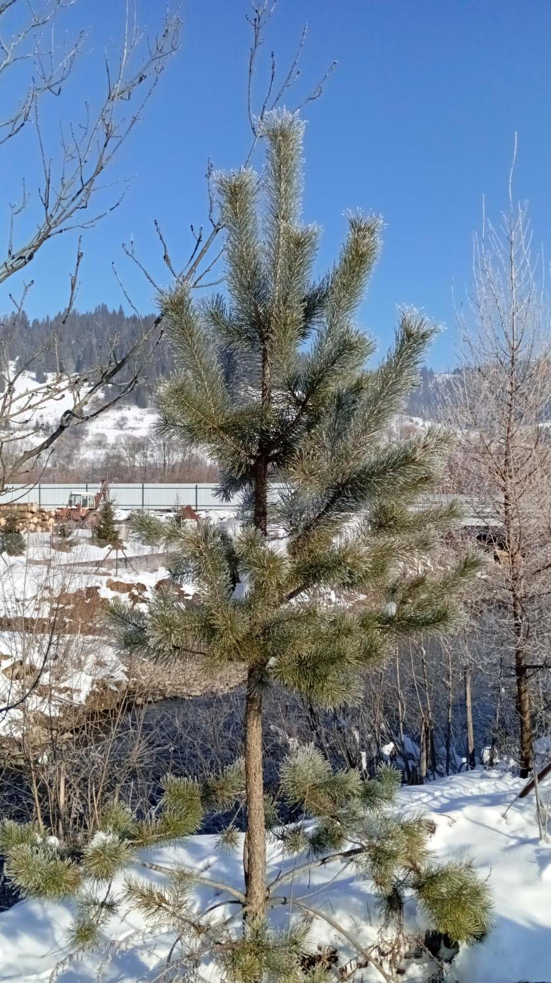Затишний Будиночок Bukovets ภายนอก รูปภาพ